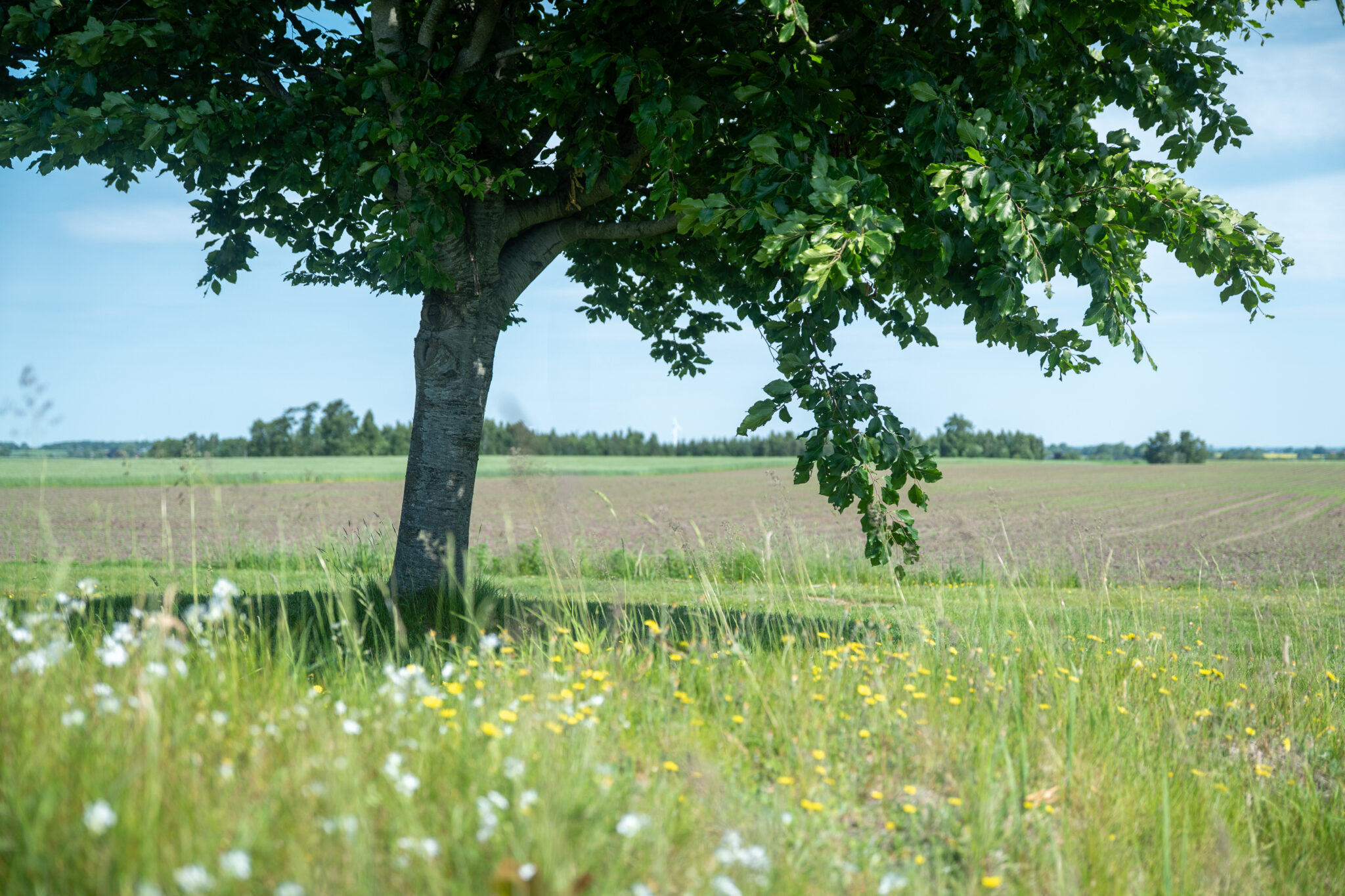 Randerslund